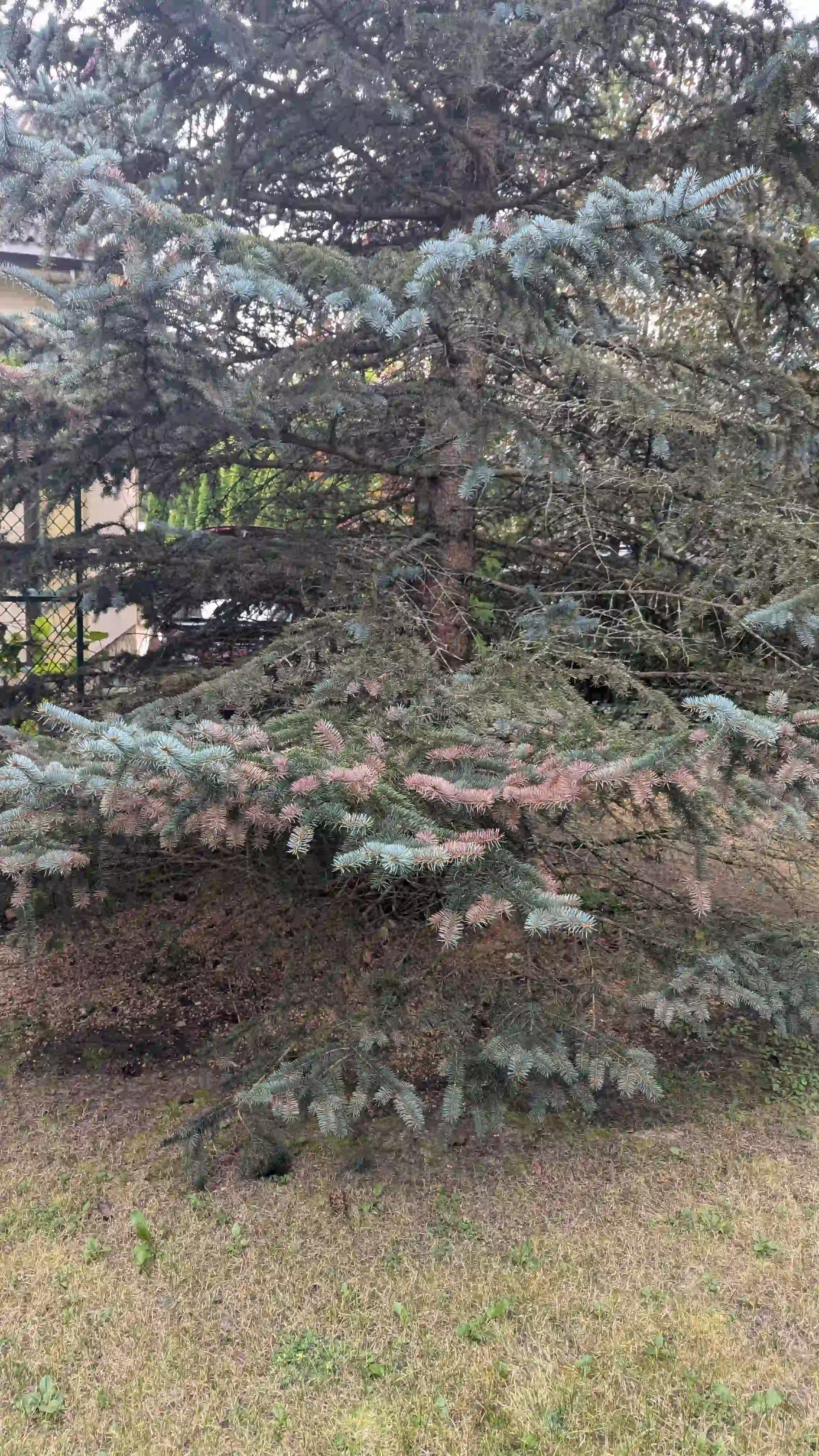 Хроническое шютте в г. Егорьевск